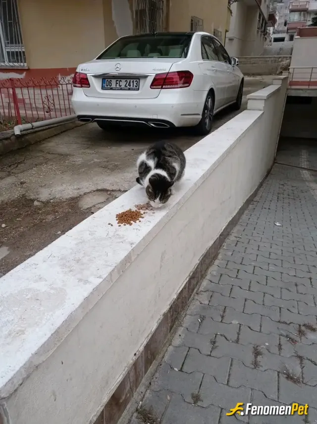 Sokak hayvanı besleme: Apartmanımızın yanındaki kediyi ara sıra besliyorum