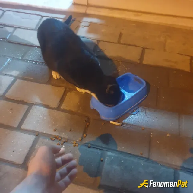 Sokak hayvanı besleme: canımız