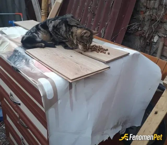 Emirakays sokak hayvanını besliyor