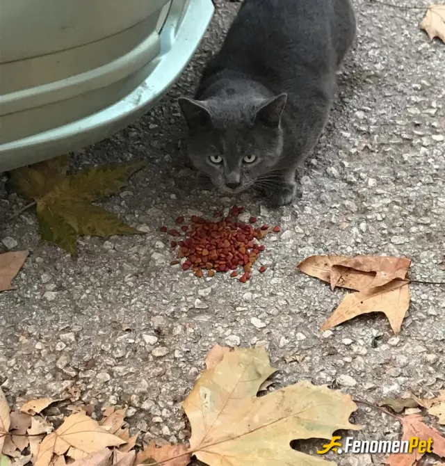 Sokak hayvanı besleme: Onlar en güzel şeyler 🥰