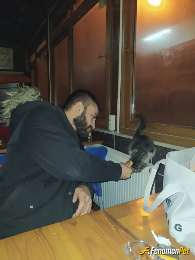 Sokak hayvanı besleme: Her zaman yemeklerinizi paylasın ki içinizdeki merhamet duygusu çoğalsın..