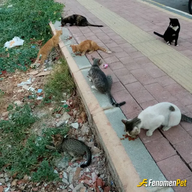 Sokak hayvanı besleme: #fenomenpet #fenomendesokakhayvanlarıackalmaz Sokaktaki canları unutmayalim lütfen