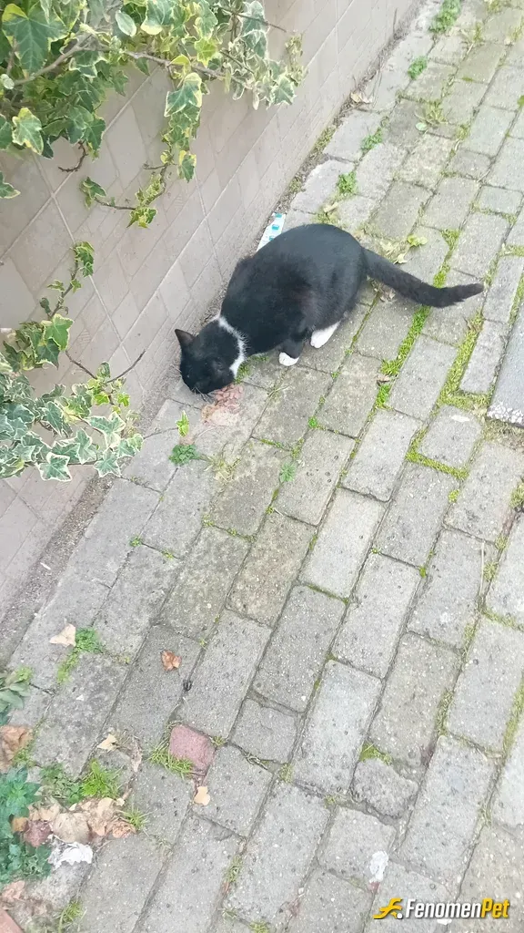 Sokak hayvanı besleme: #Fenomenpet 🥰🥰
