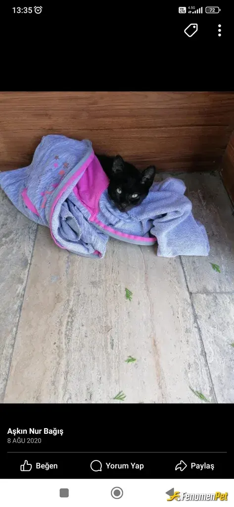 Sokak hayvanı besleme: 3 küçük kedi yavrusu buldum kümes yaptım 1 tanede köpek yavrusu var onları şantiyede beslerim süt mama alırım