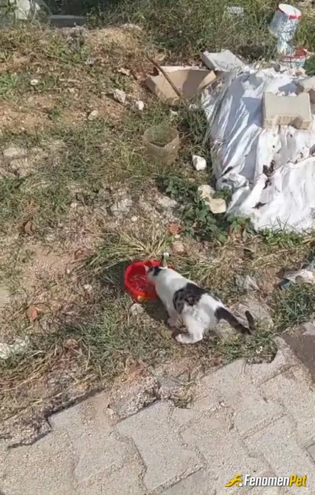 Sokak hayvanı besleme: Evimizin önünde bulunan kediyi besledim