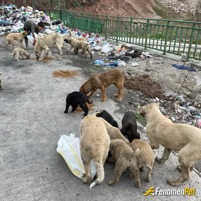 Sokak hayvanı besleme: Fenomen pati dostu fenomen bet patilerde kazanır
