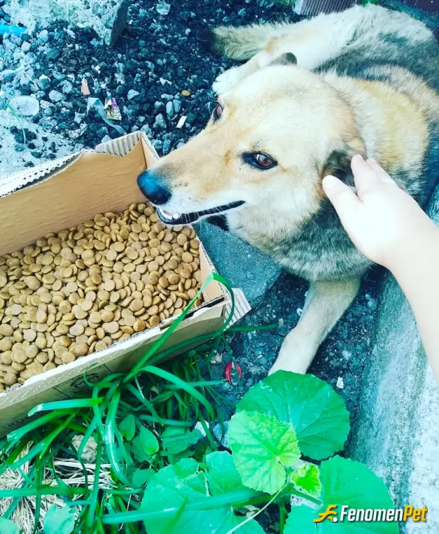 happymutlu sokak hayvanını besliyor