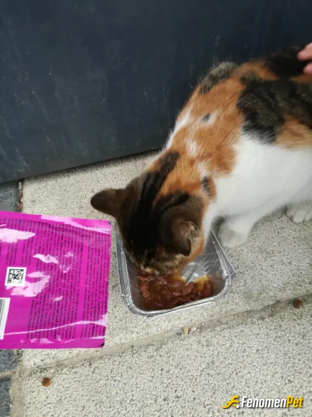 bdelice16 sokak hayvanını besliyor