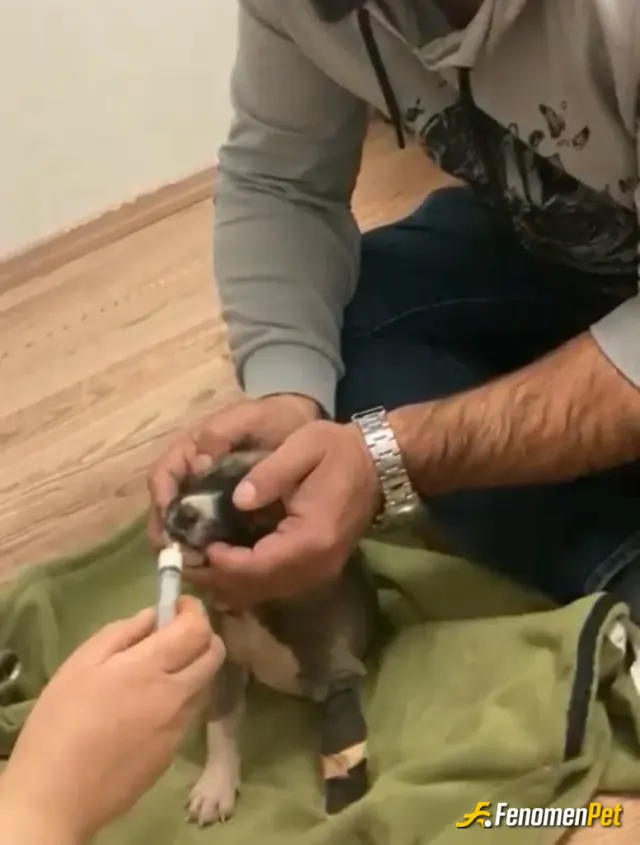 Atoo383 sokak hayvanını besliyor