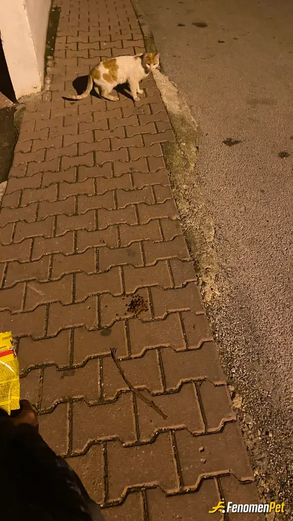 Sokak hayvanı besleme: Mama alarak besledim