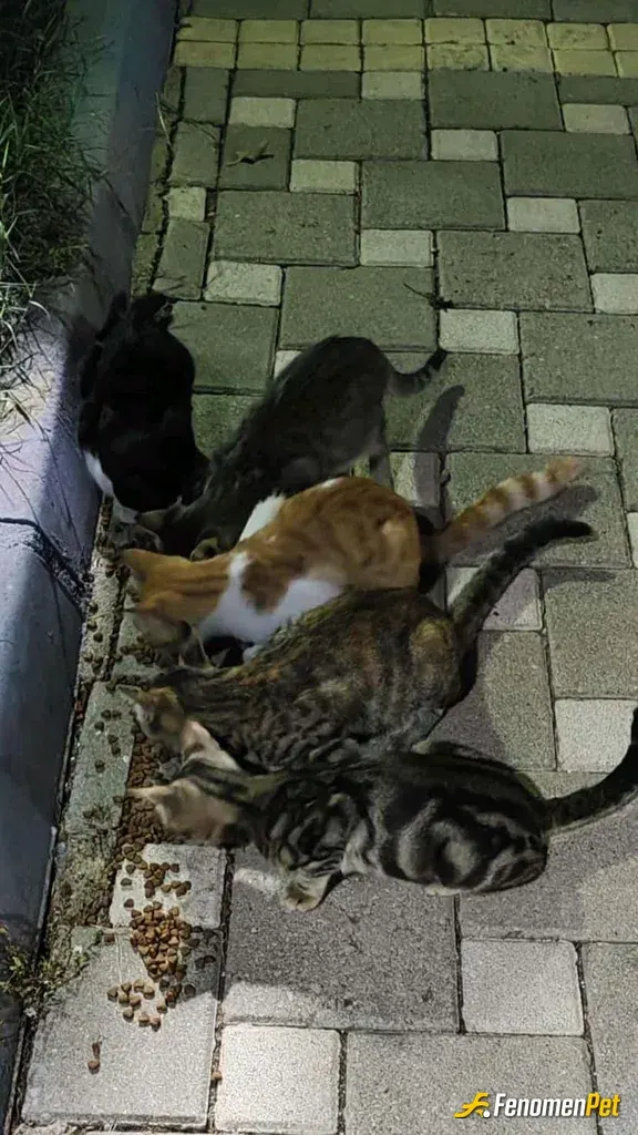 Abdulsamet355 sokak hayvanını besliyor