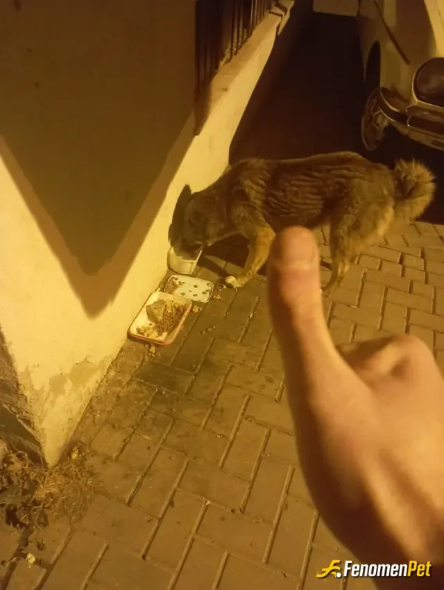 kraldoni111 sokak hayvanını besliyor