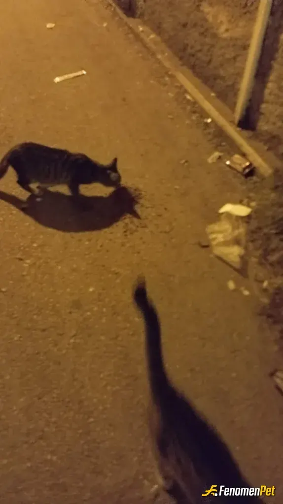 Sokak hayvanı besleme: Teşekkürler