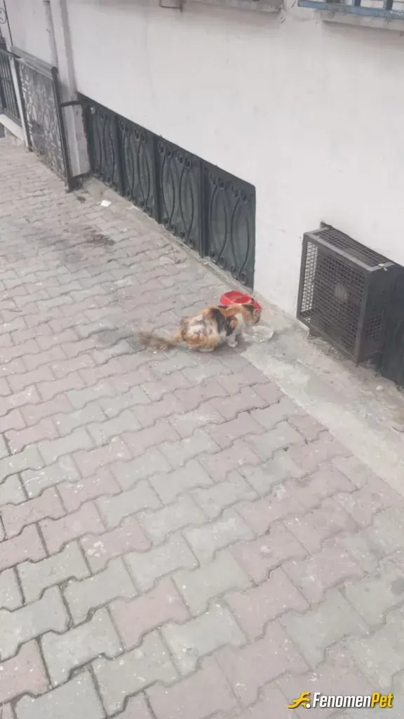 Sokak hayvanı besleme: 2 haftadır kapiya geliyor yavrum, mamasını ve suyunu eksik etmemeye çalışıyorum, sizlere de böyle bir duyarlıl