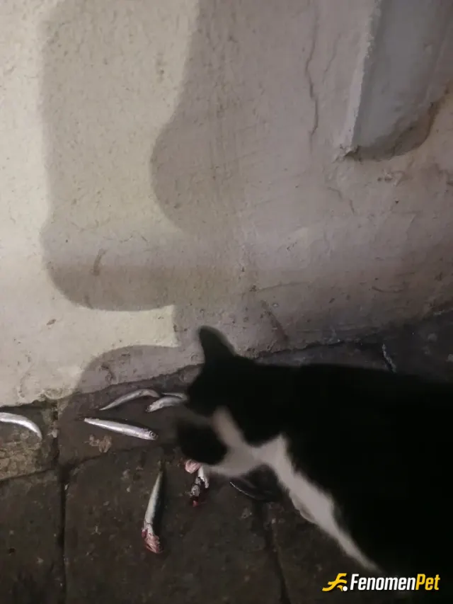 acunalpagut sokak hayvanını besliyor