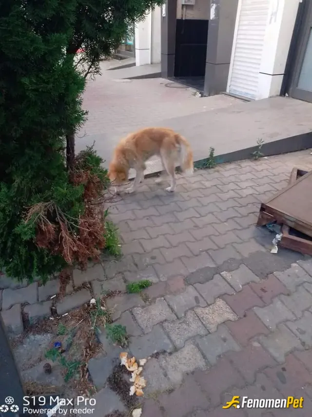 clupanqels sokak hayvanını besliyor