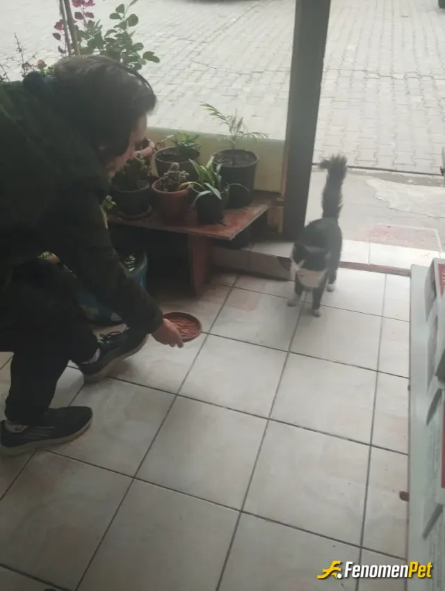 sadecesansar sokak hayvanını besliyor