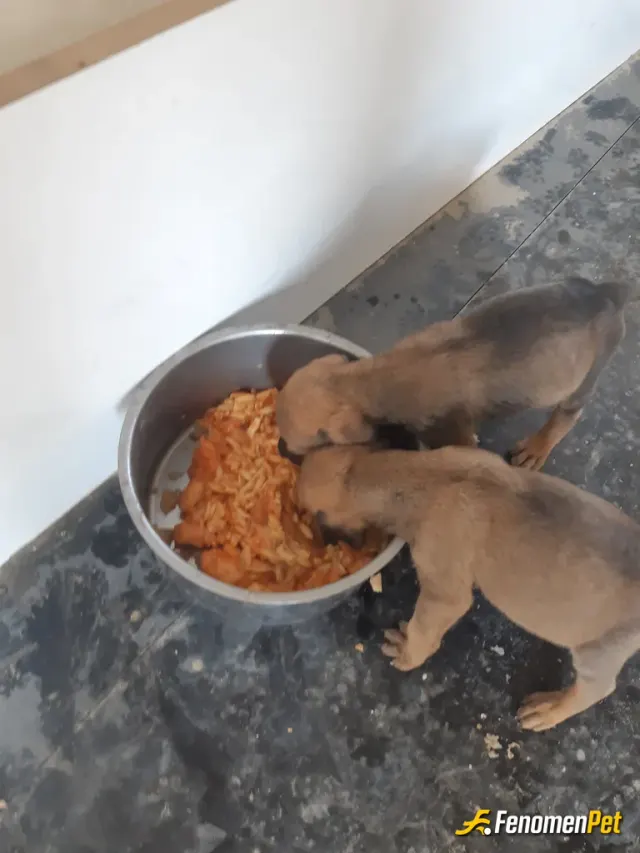 OrcunKopcak sokak hayvanını besliyor