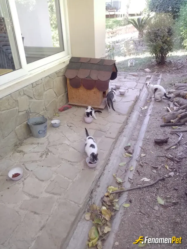 Sokak hayvanı besleme: #Fenomenpet pati dostudur