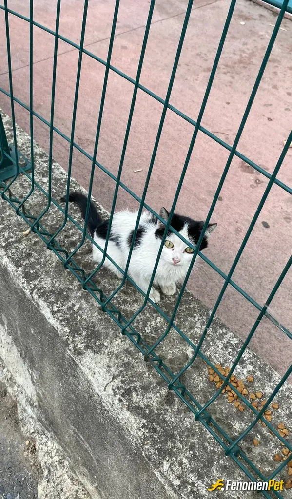Sokak hayvanı besleme: genelde bizim binanın önüne yem bırakırız gelen kediler olur :)