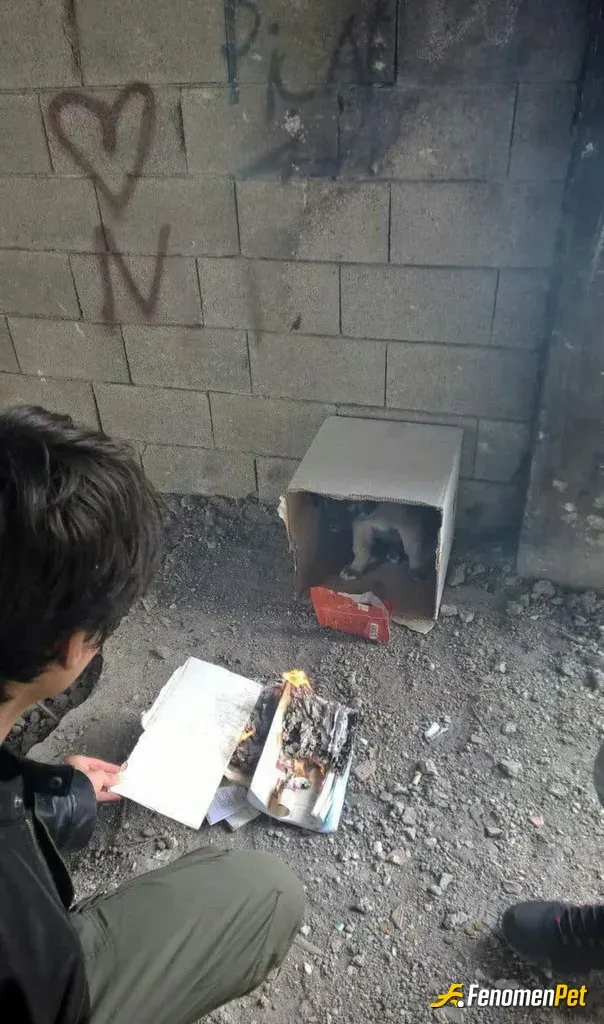 Sokak hayvanı besleme: #Fenomenpet
