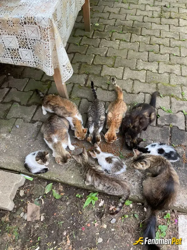 Sokak hayvanı besleme: ❤️❤️❤️❤️