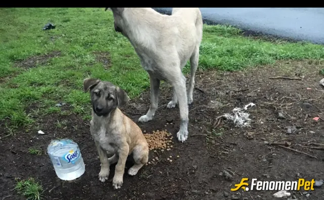Sokak hayvanı besleme: Bahçe yolunda her gün görürüm bunları nasıl da masum bakıyorlar ama