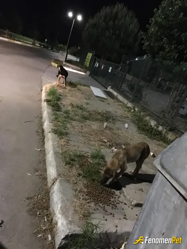 Sokak hayvanı besleme: Bu saatte evden çıkıp hobi olarak hayvan sevmek 😂
