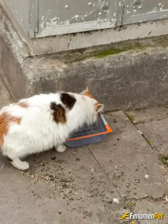 Sokak hayvanı besleme: Kedi beslemek