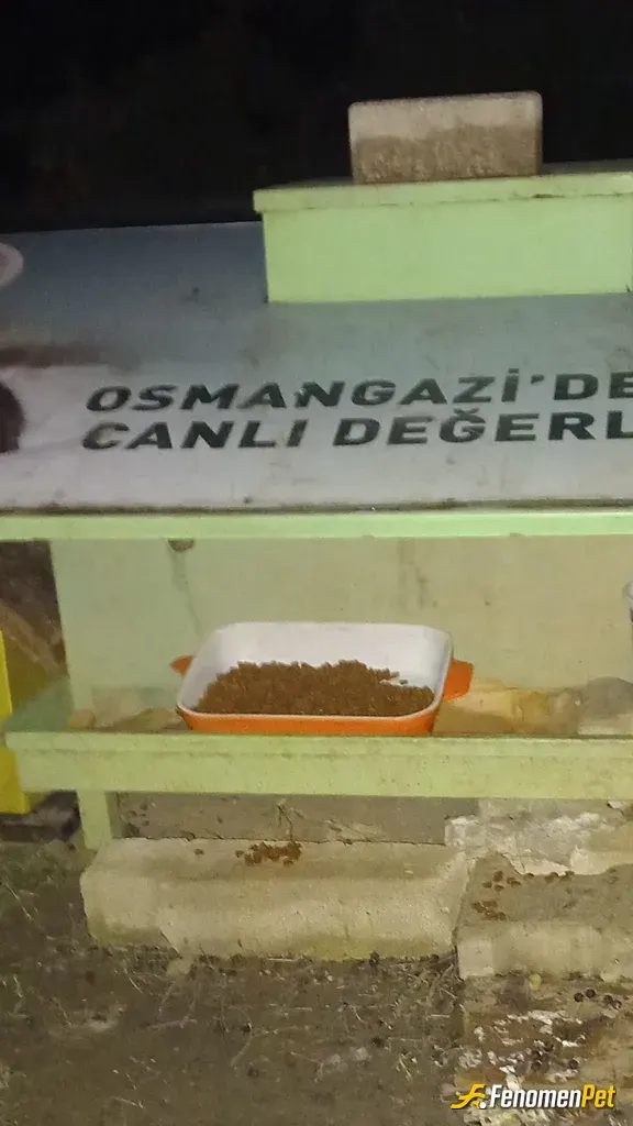 Sokak hayvanı besleme: Belediyenin yaptığı 8kedi evinde 20ye yakın kedi bakıyoruz