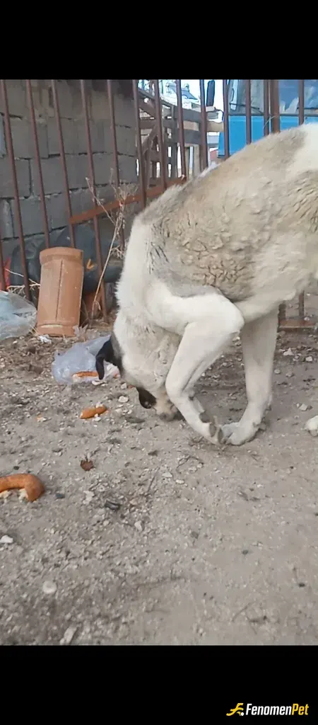 Sokak hayvanı besleme: Sokakta insanlara zarar vereceğini zannediyorlarmış. Bi parça ekmek verdim dost olduk sanki 😎