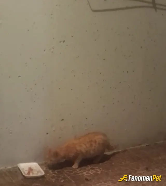 Sokak hayvanı besleme: Hayvanlar candır