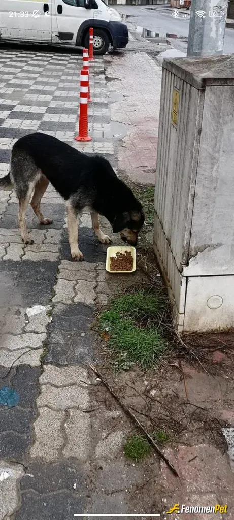 Sokak hayvanı besleme: #Fenomenpet