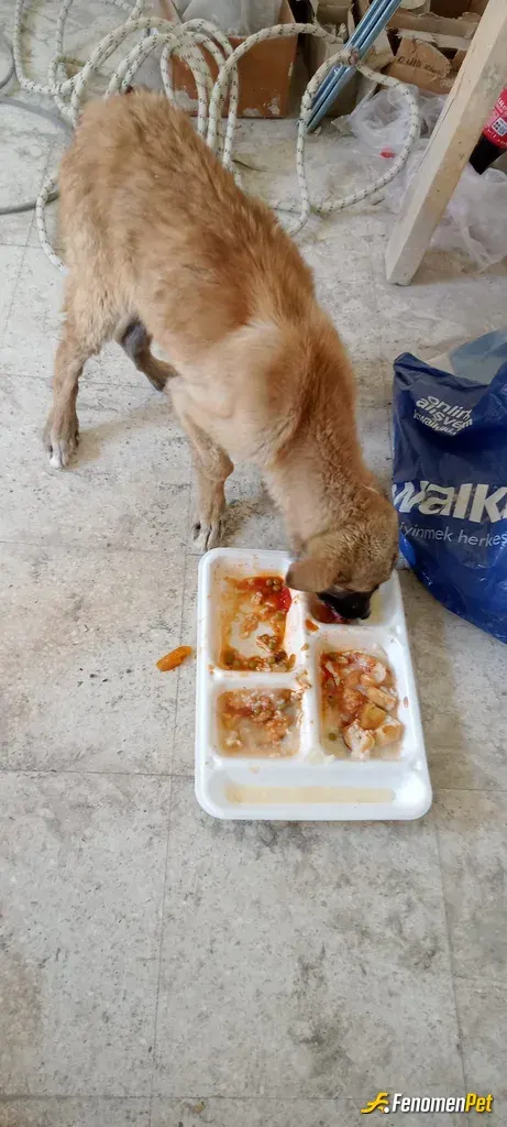 Sokak hayvanı besleme: şantiyede her öğlen yemek ve mama veriyorum bi cok sokak hayvanlarına bu biraz hastaydı bunun gibi 20 ta