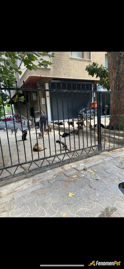 Sokak hayvanı besleme: Bi bu kadarda yerin altında var..