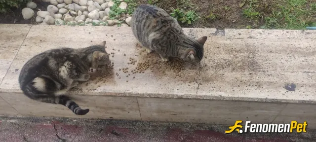 Sokak hayvanı besleme: Gördüğüm yerlerde mama veriyorum