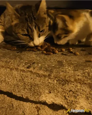 Sokak hayvanı besleme: Canlarımız
