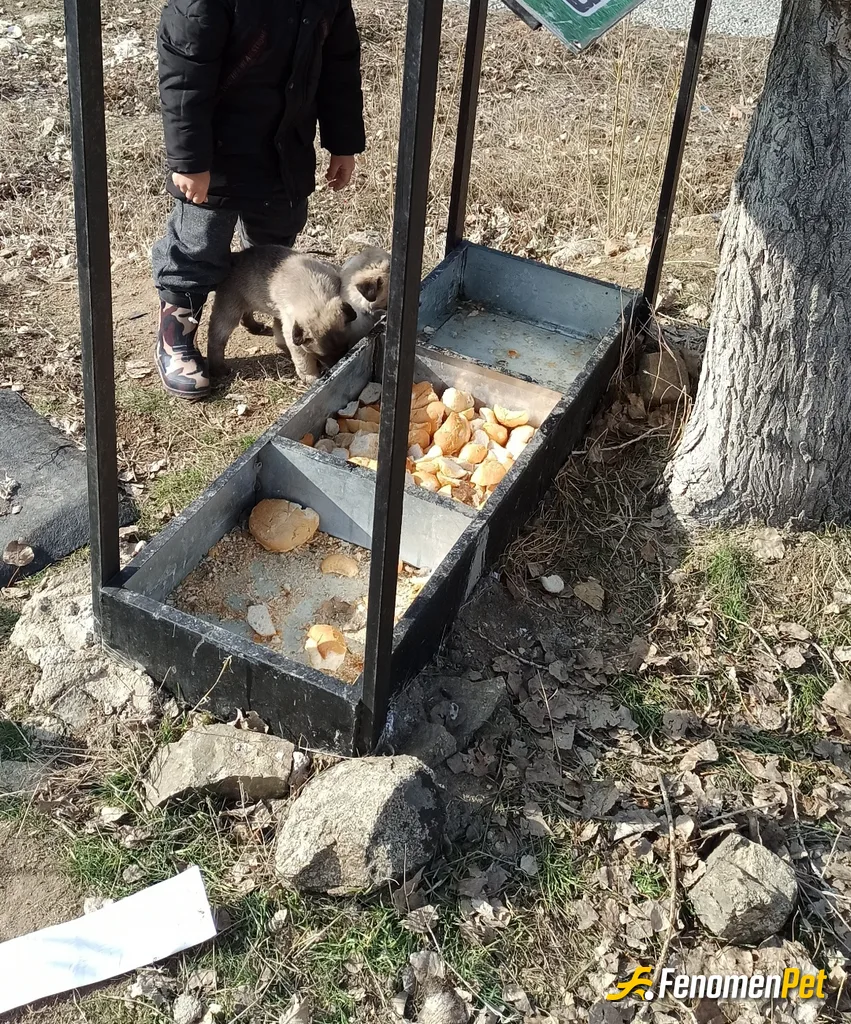Sokak hayvanı besleme: Oğlumla surekleri sokak hayvanları besliyorum boşuna dememişler ağaç yaş iken eğilir hayvanları sevmeyen kimseyi sevemez