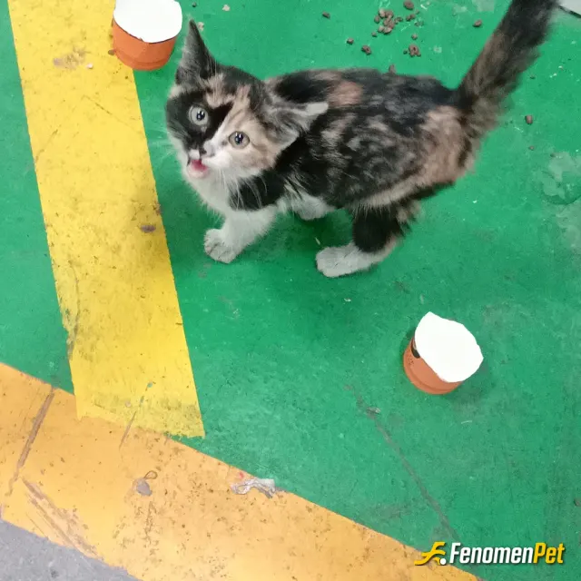 Sokak hayvanı besleme: Yeni doğmuş yavru kedi su ve kedi maması ile besleniyor
