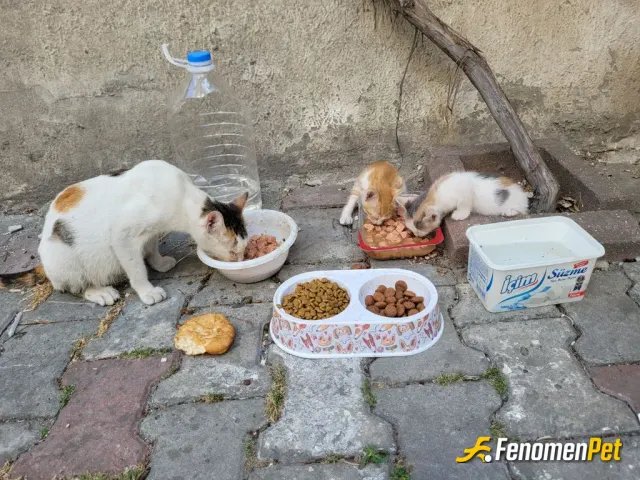 Sokak hayvanı besleme: ❤️❤️