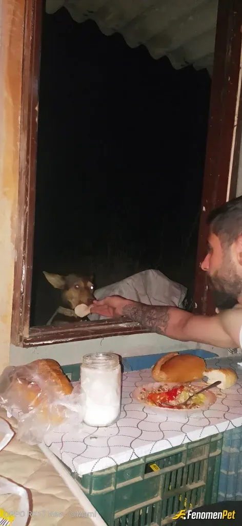 Sokak hayvanı besleme: Fabrikandan kalan yemekleri alırım beslerim
