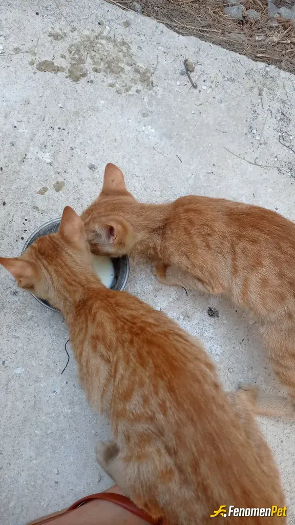 Sokak hayvanı besleme: Her gün düzenli besliyoruz bu canları
