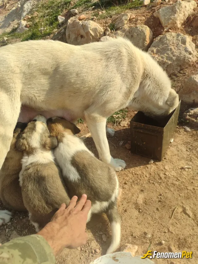Sokak hayvanı besleme: #Fenomenpet #Fenomenbet minnak canları yavruları ve anasını o kadar çok seviyorum ki bütün hayvanları beslemek