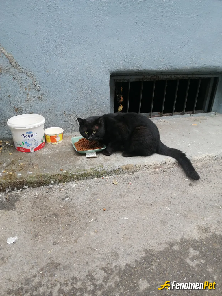 Sokak hayvanı besleme: adı arap, mama yoksa bağırıp çağırır :)