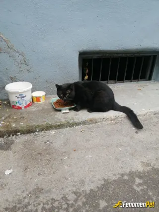 Sokak hayvanı besleme: adı arap, mama yoksa bağırıp çağırır :)