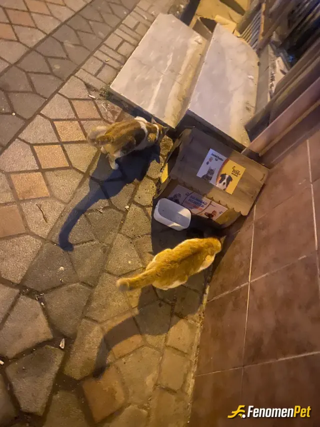 Sokak hayvanı besleme: Sultangazi