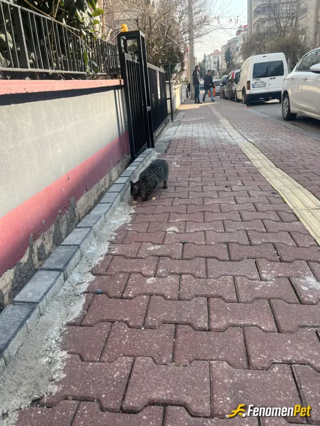 Sokak hayvanı besleme: Kapımızın önü olur burası ve Kedi asıgıyım