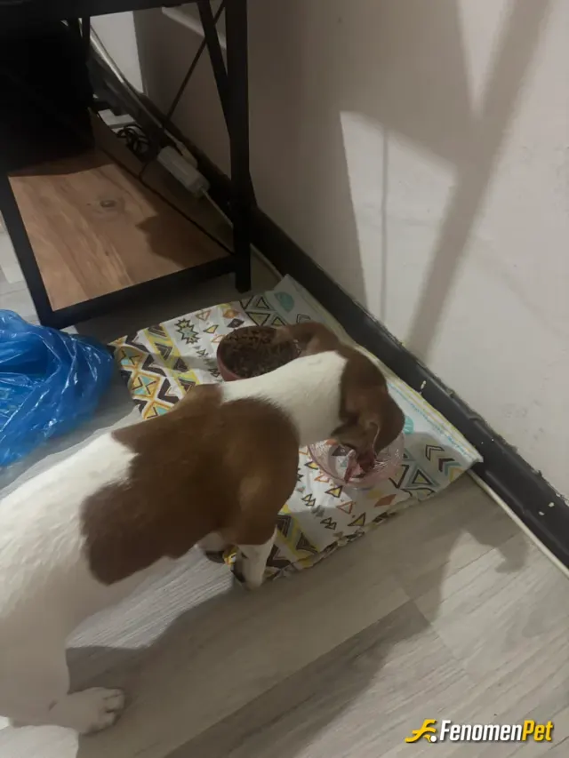Sokak hayvanı besleme: #fenomanpet#fenomenpet pati dostu 🐾 #fenomenbet partiler de kanır
