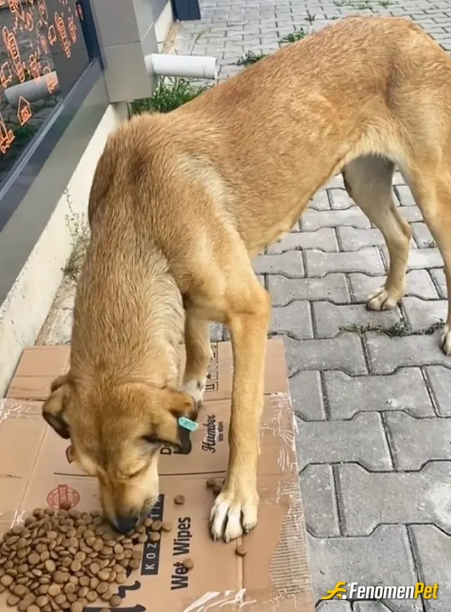 Sokak hayvanı besleme: .
