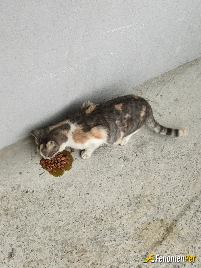 Sokak hayvanı besleme: Onlar da bizim gibi herşeyi hakediyor:)